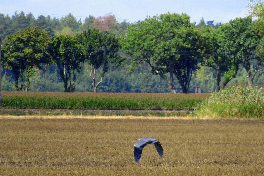 Lądująca na polu czapla