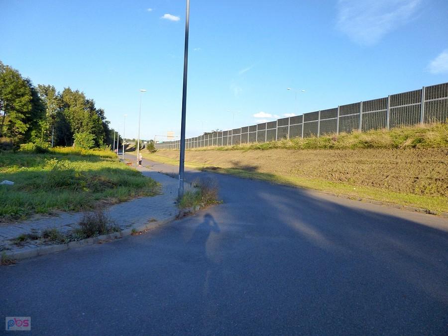 W poszukiwaniu dębów na Dębowej