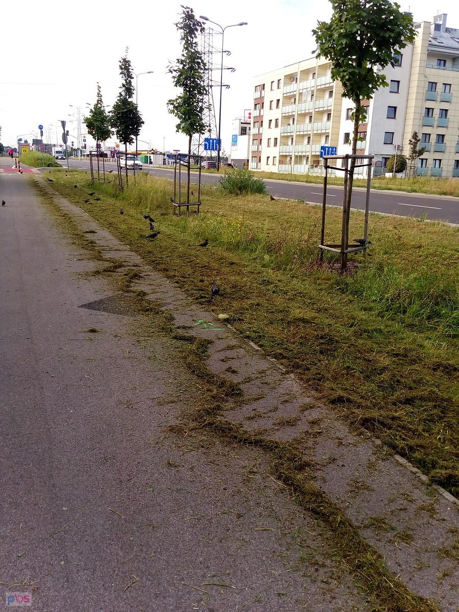 Skosili trawkę przy ddr na Lazurowej