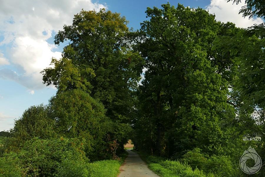 aleja dębów pomnikowych