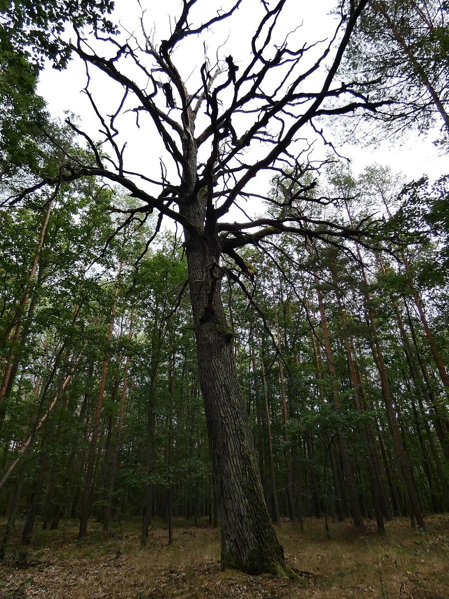 Obumarły dąb w Puszczy Rzepińskiej