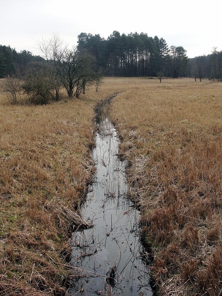 Pliszka w pobliżu swoich źródeł