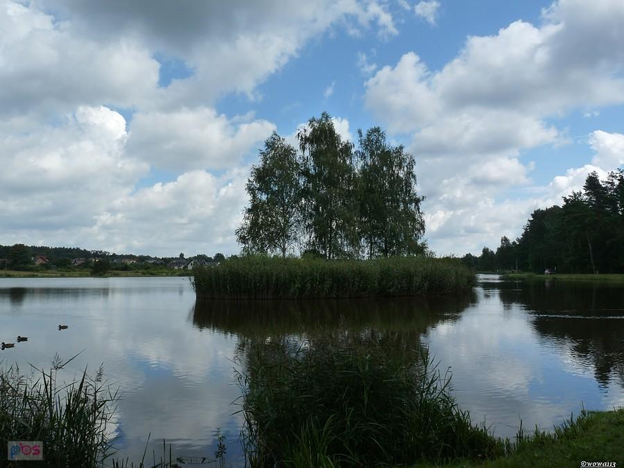 Staw w Olszynie