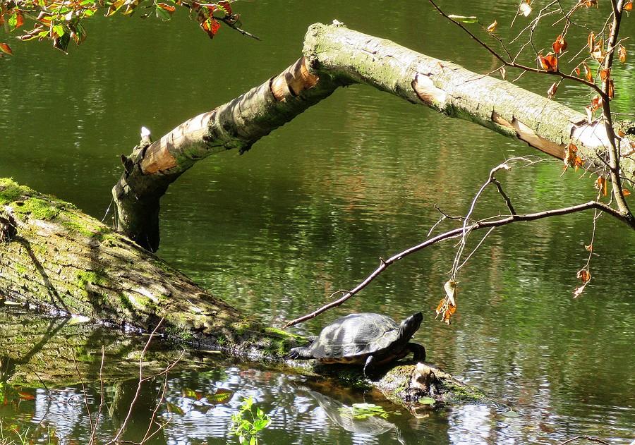 Nowa miejscówka żółwia, Dębina, Poznań