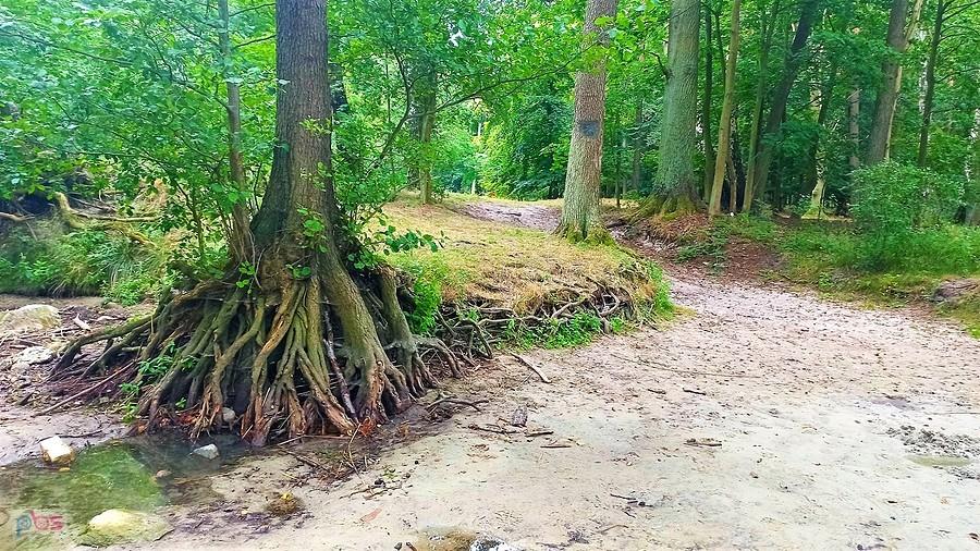 Pszczewski Park Krajobrazowy. Drzewa nad jeziorem Wędromierz