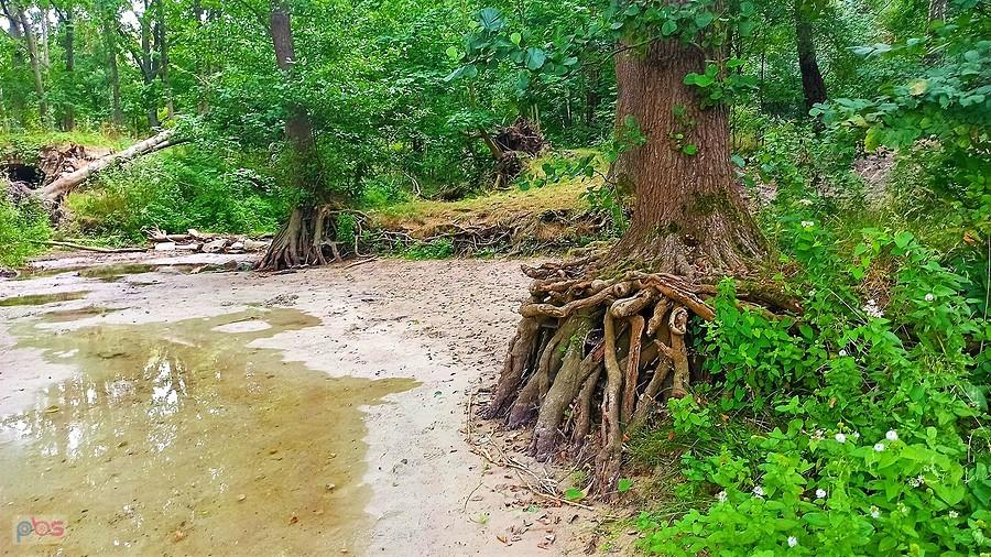 Pszczewski Park Krajobrazowy. Prawie jak las namorzynowy