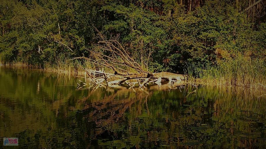 Jezioro Proboszczowskie. Jedno z ponad 50 na terenie Pszczyńskiego Parku Krajobrazowego