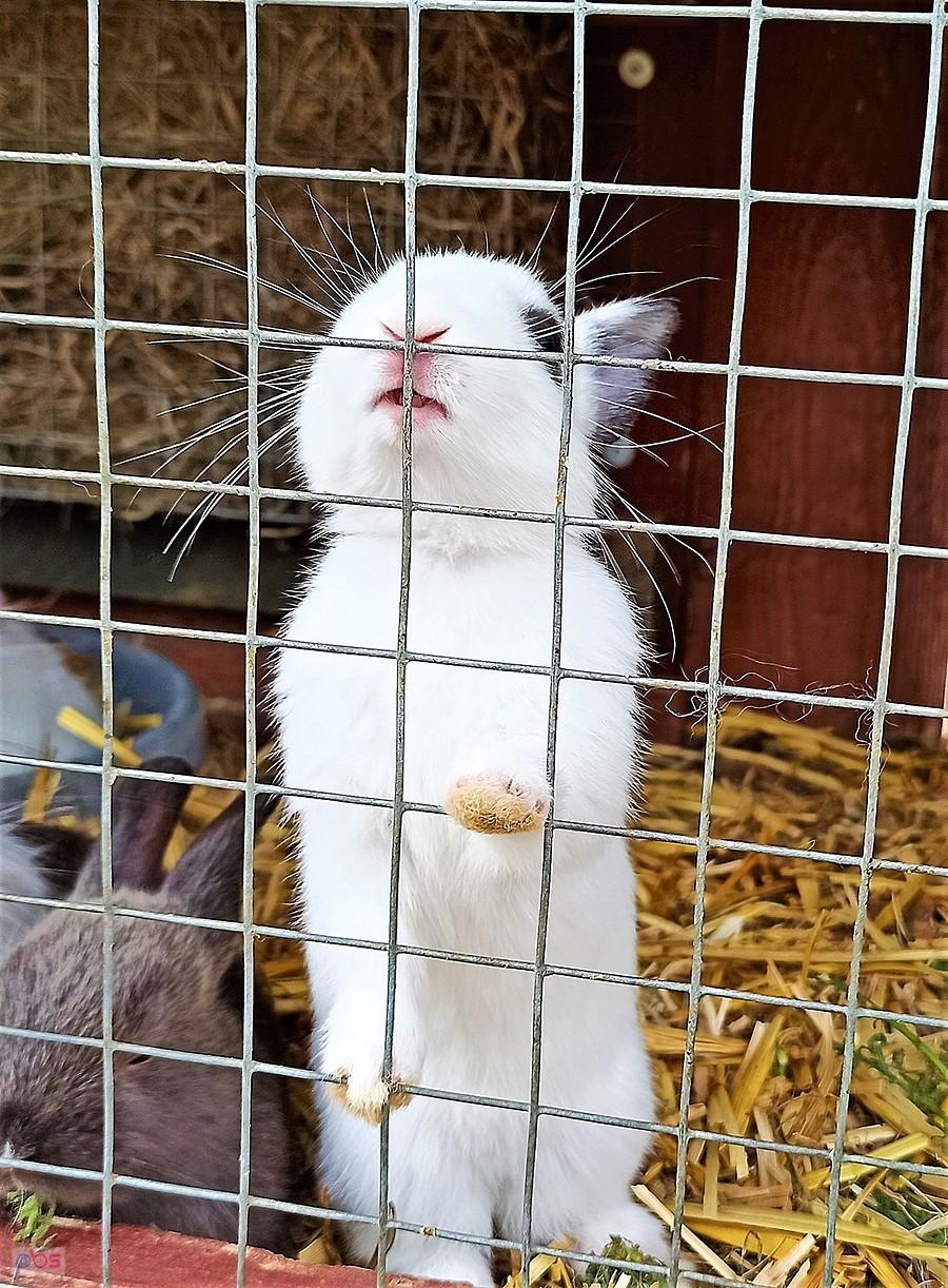 Króliczek w minizoo w ośrodku Jeziorak w Pszczewie