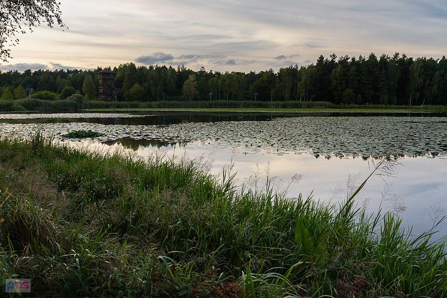 Widok z południowo-zachodniej strony zbiornika, po lewej drewniana wieża widokowa