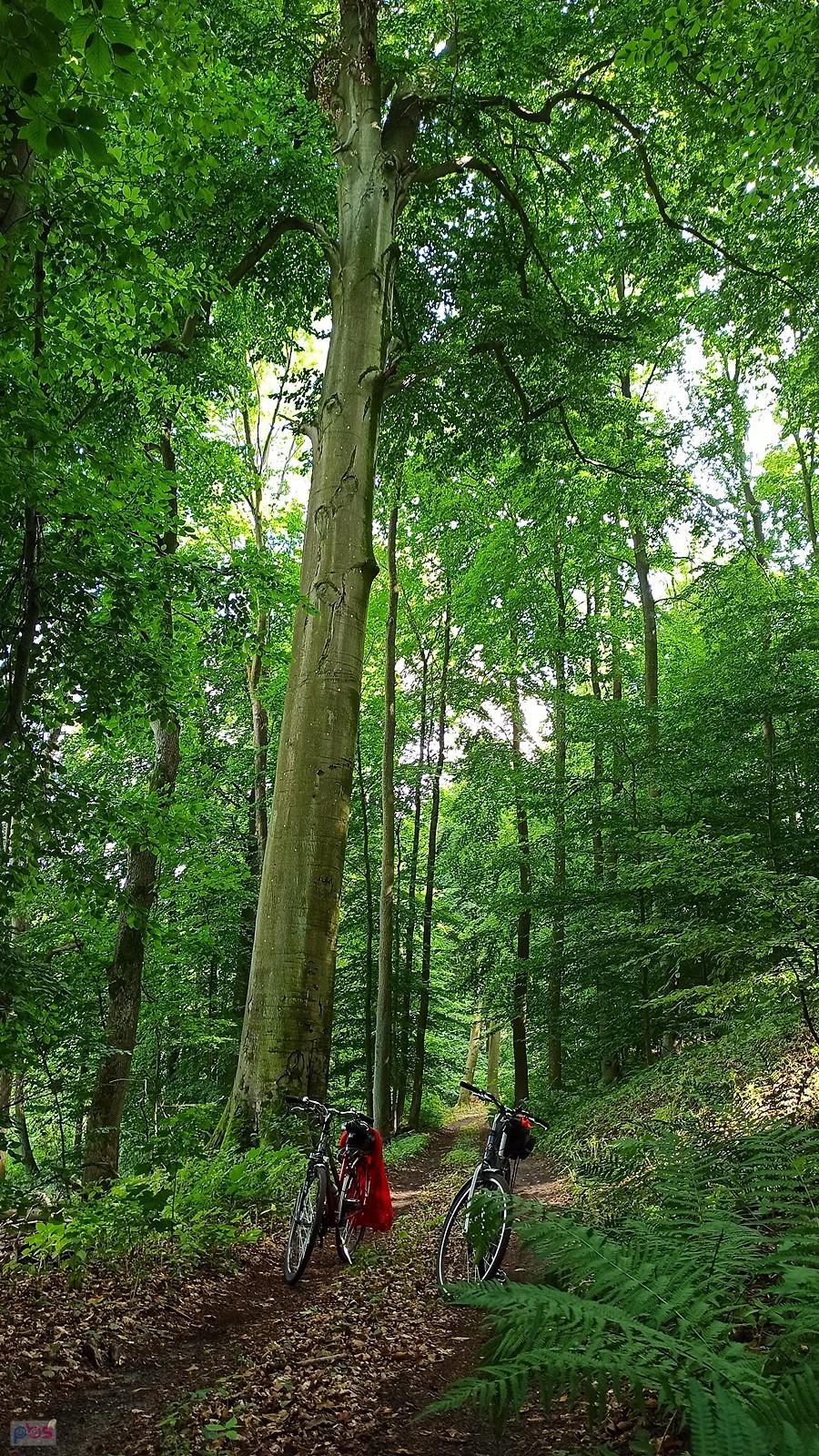 Okazałe buki nad Jeziorem Środkowym