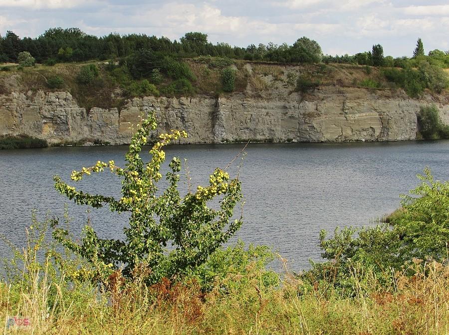 Zółciutkie ulęgałki nad zbiornikiem Podkowa