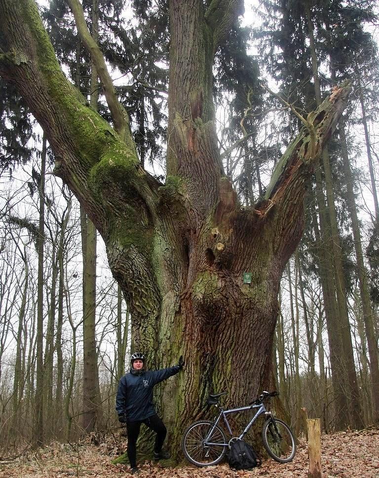 Pomnikowy 500-letni dąb o obwodzie 640 cm w Drzeniowie