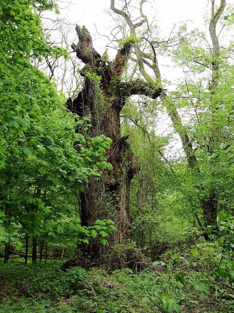 Pomnikowy dąb w rezerwacie Eischwald und Buschmuhle