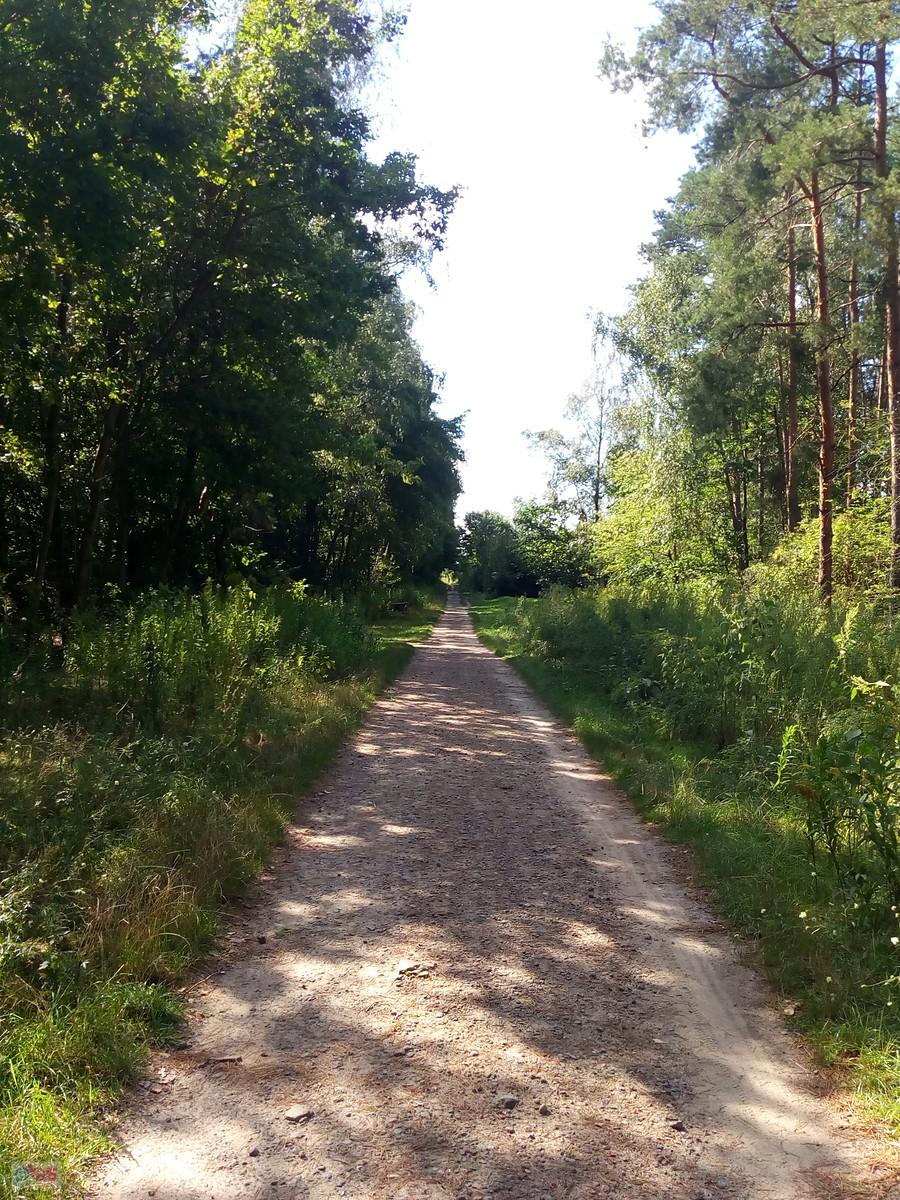 Przez las