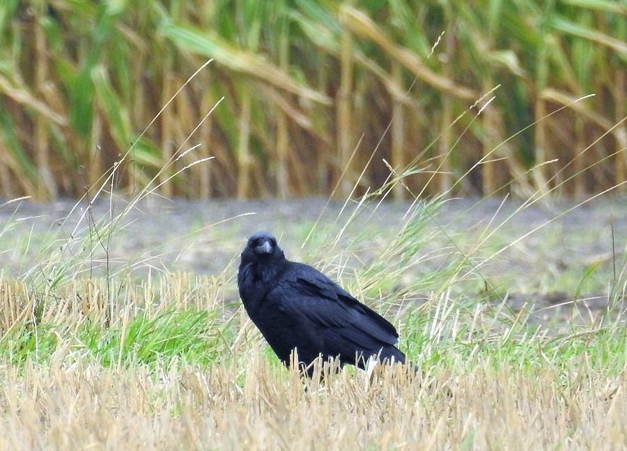 Kruk ukrywający się na polu
