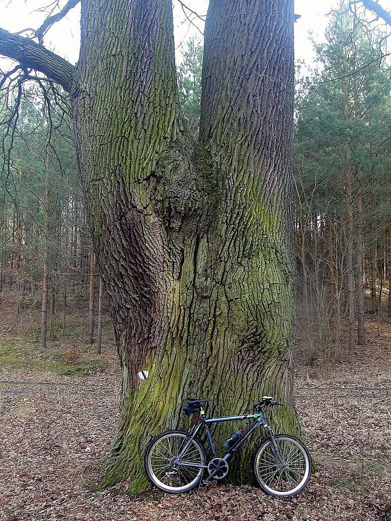 Pomnikowy dąb w Rezerwacie Dolina Postomii