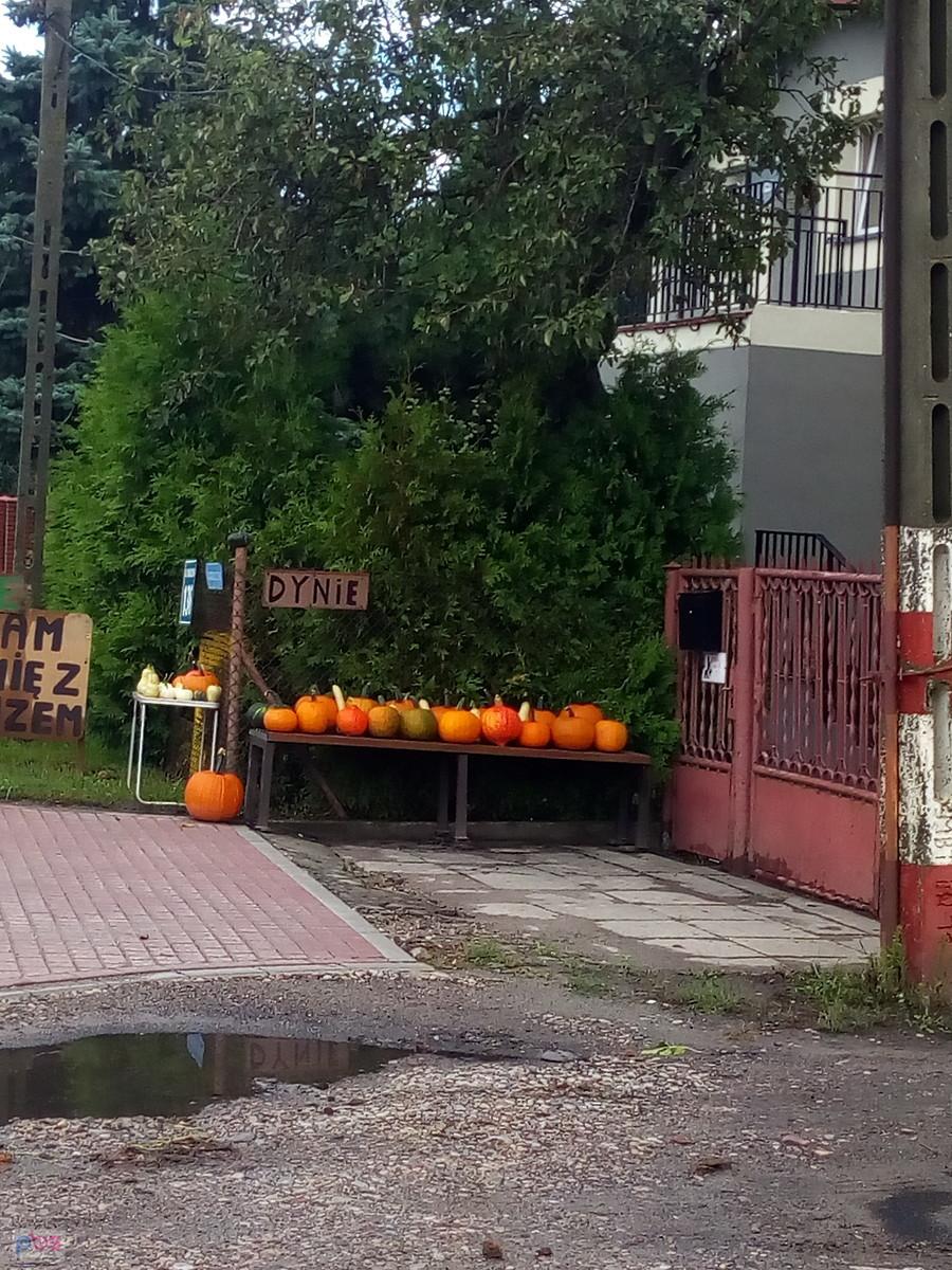 Dynie w Macierzyszu już w sprzedaży