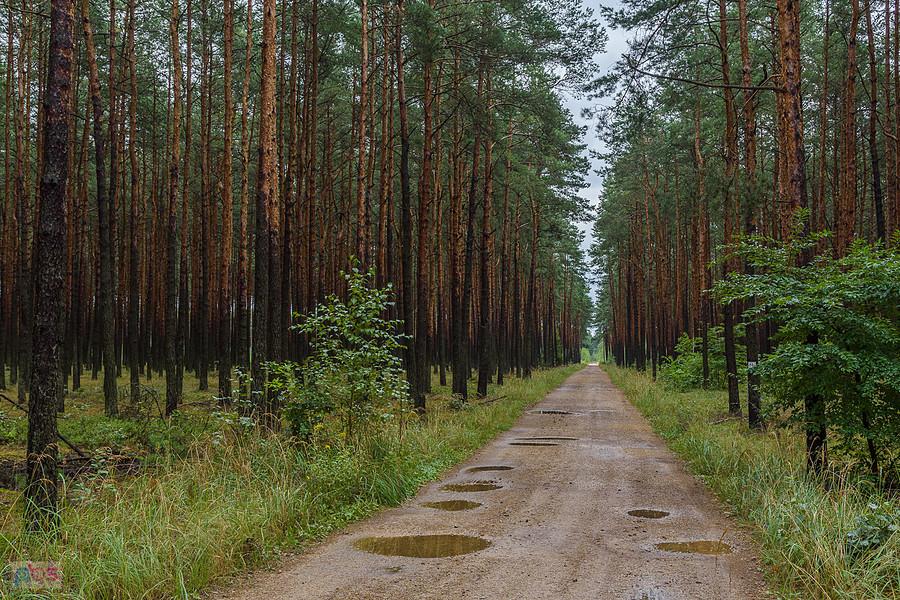 Droga pożarowa z Częstochowy do Poraja na wysokości miejscowości Zawodzie.