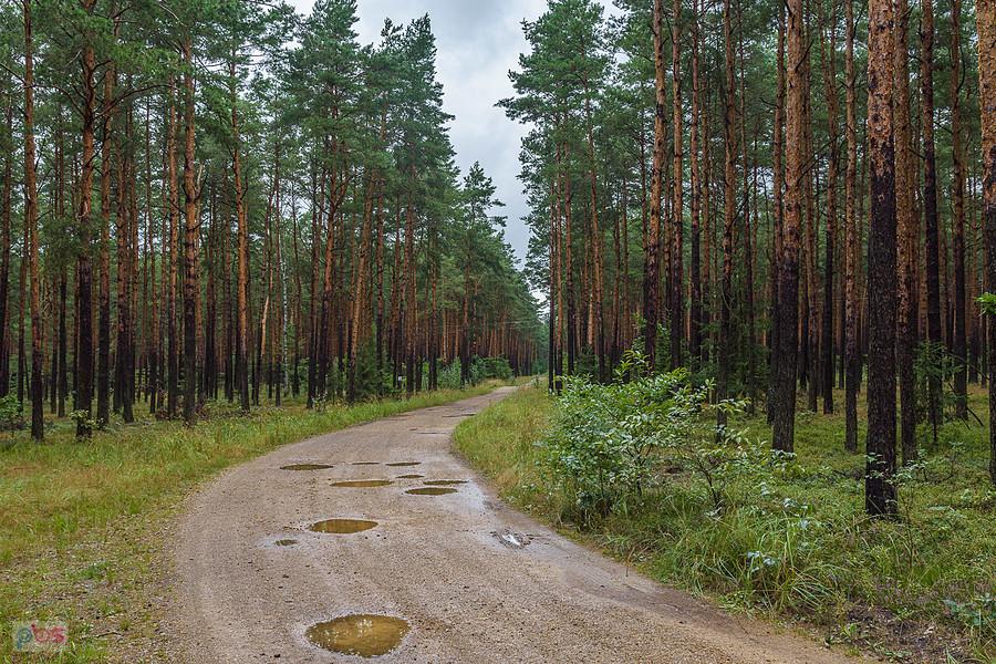 Droga pożarowa z Częstochowy do Poraja na wysokości miejscowości Zawodzie.