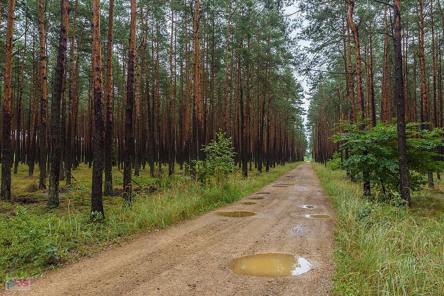 Droga pożarowa z Częstochowy do Poraja na wysokości miejscowości Zawodzie.