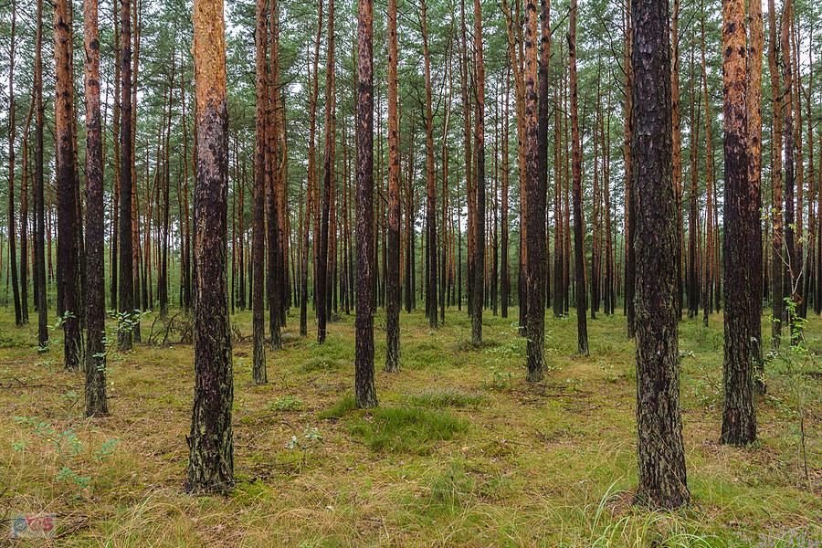 Las w pobliżu miejscowości Zawodzie