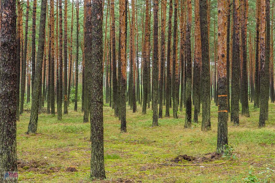 Oznaczone drzewa, wygląda na to, że szykuje się kolejna a wycinaka.