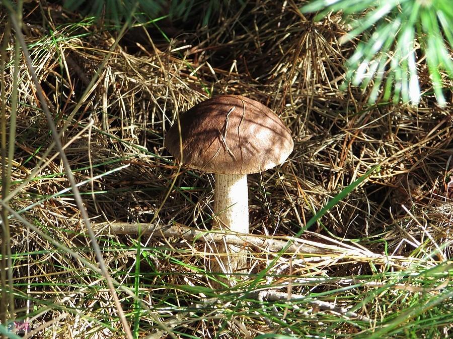 Kożlaczek pod choinką