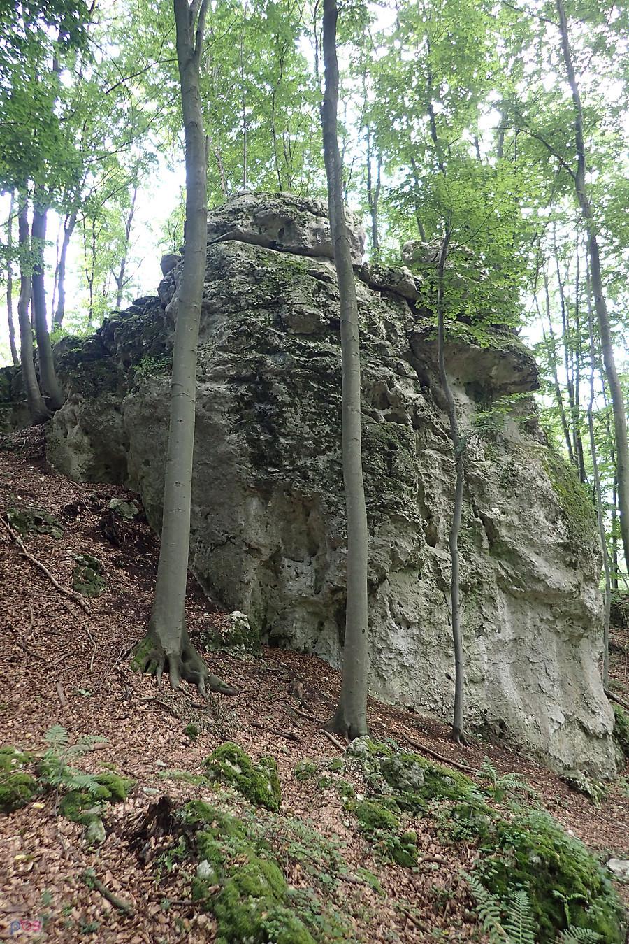 Ojciec Pandy - skała w Suliszowickich lasach