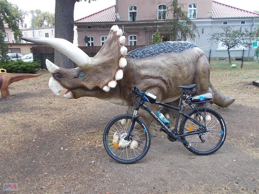 Napotkany Triceratops w Szprotawie