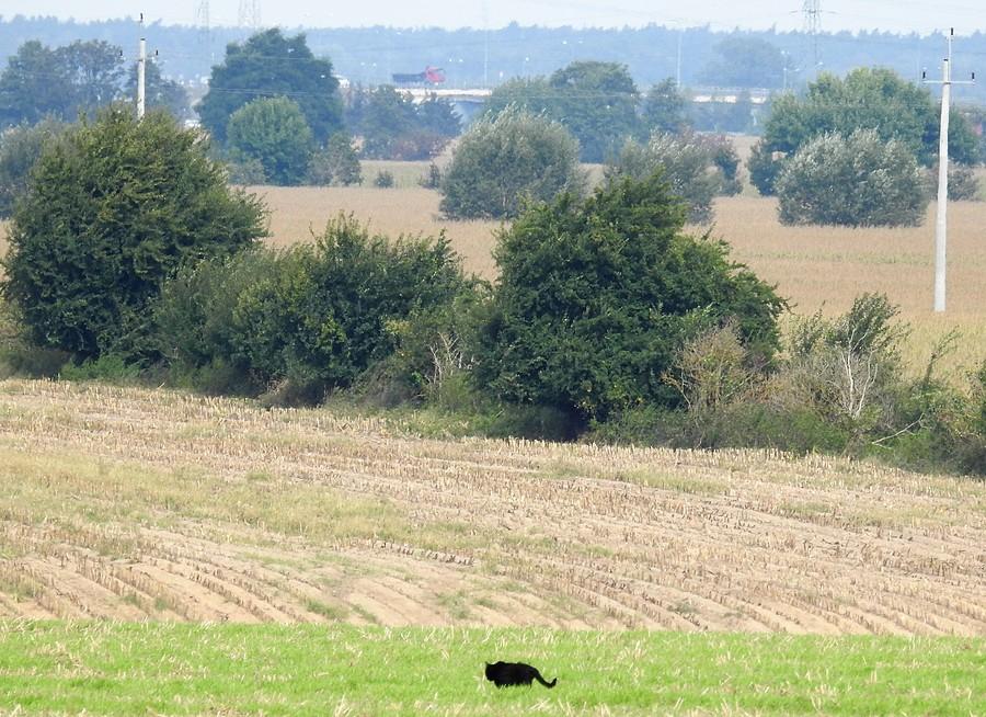 Samotny łowca okrąża teren