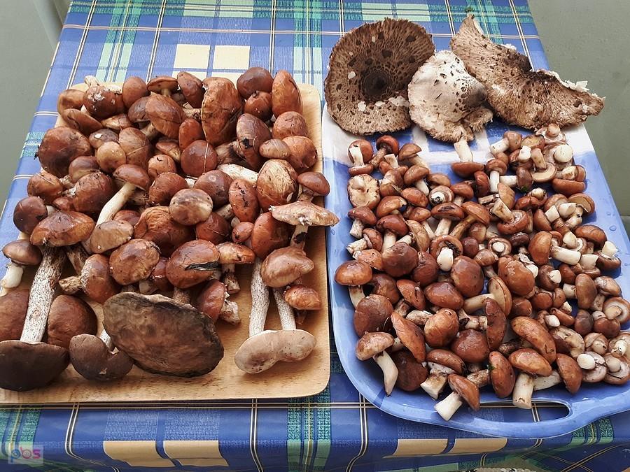 Udane grzybobranie