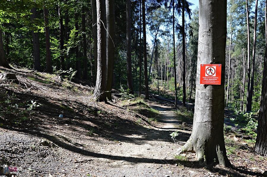 Złote Ścieżki na Górze Chrobrego