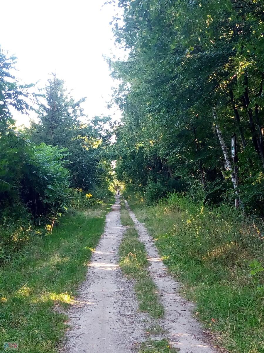 Przez las