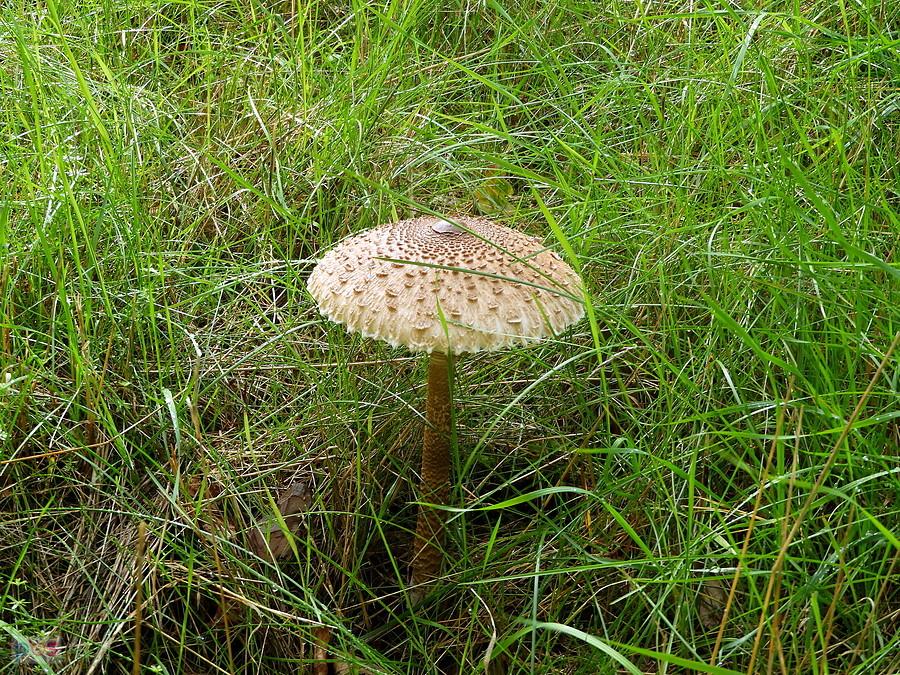 Przydrożna kania.