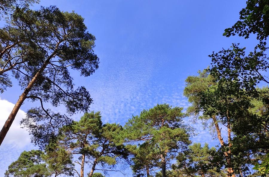 Wśród olbrzymów, Wielkopolski Park Narodowy