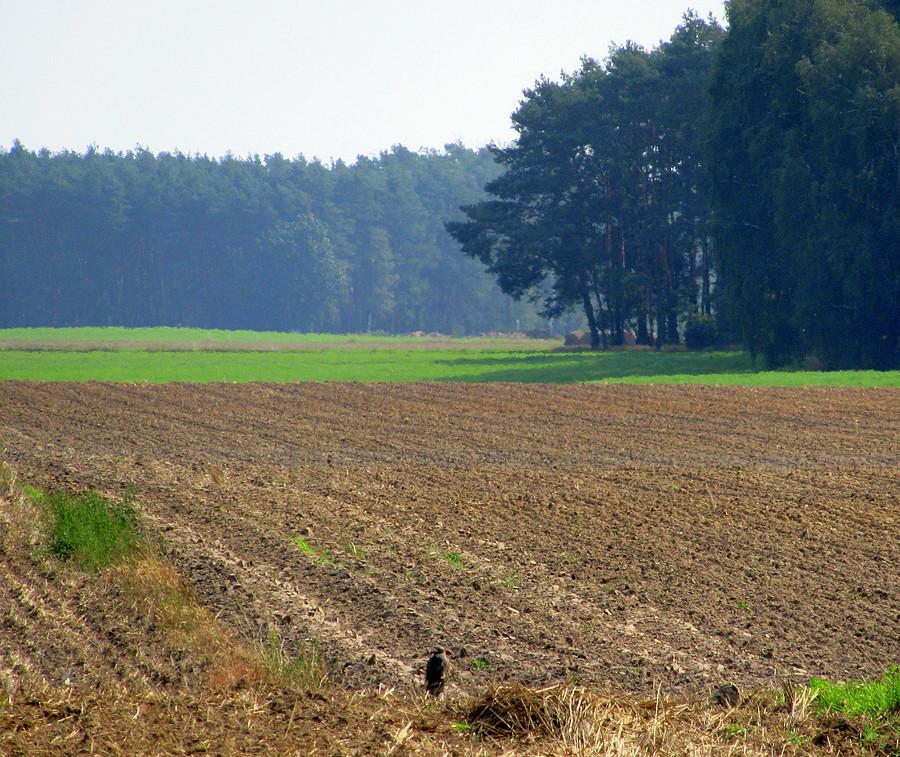 Myszołów obserwuje horyzont z wysokości pola