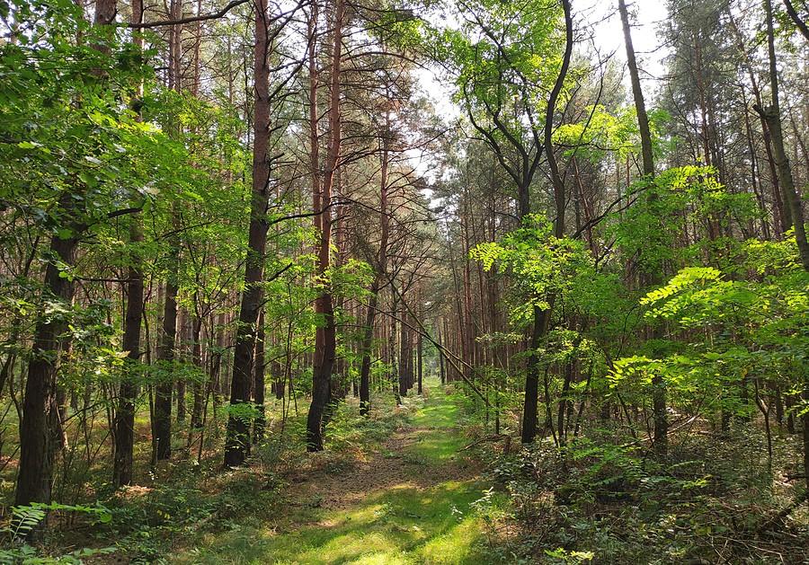 Oświetlony las w Rogalińskim Parku Krajobrazowym
