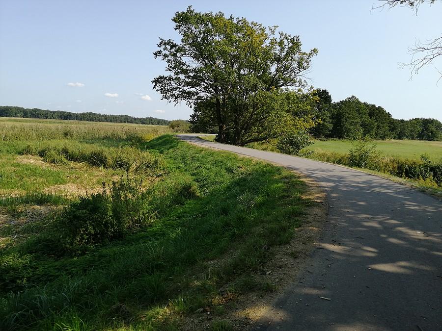 Zawijas na ścieżce rowerowej wzdłuż rzeki Barycz.