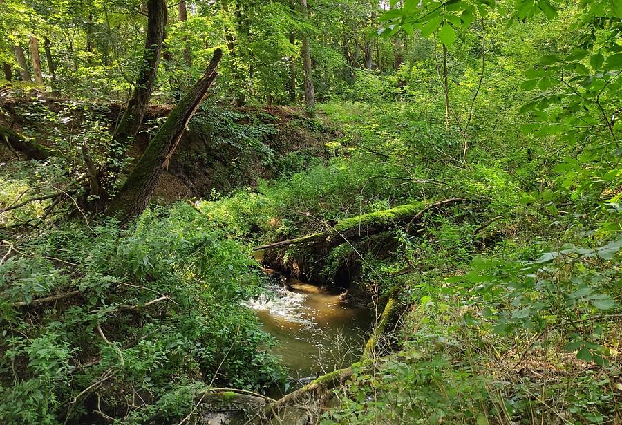 Strumyk przy Nadwarciańskim, Wielkopolski Park Narodowy