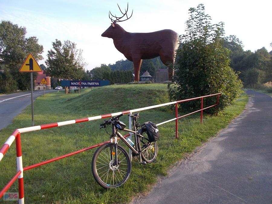 Jeleń w Pławnej