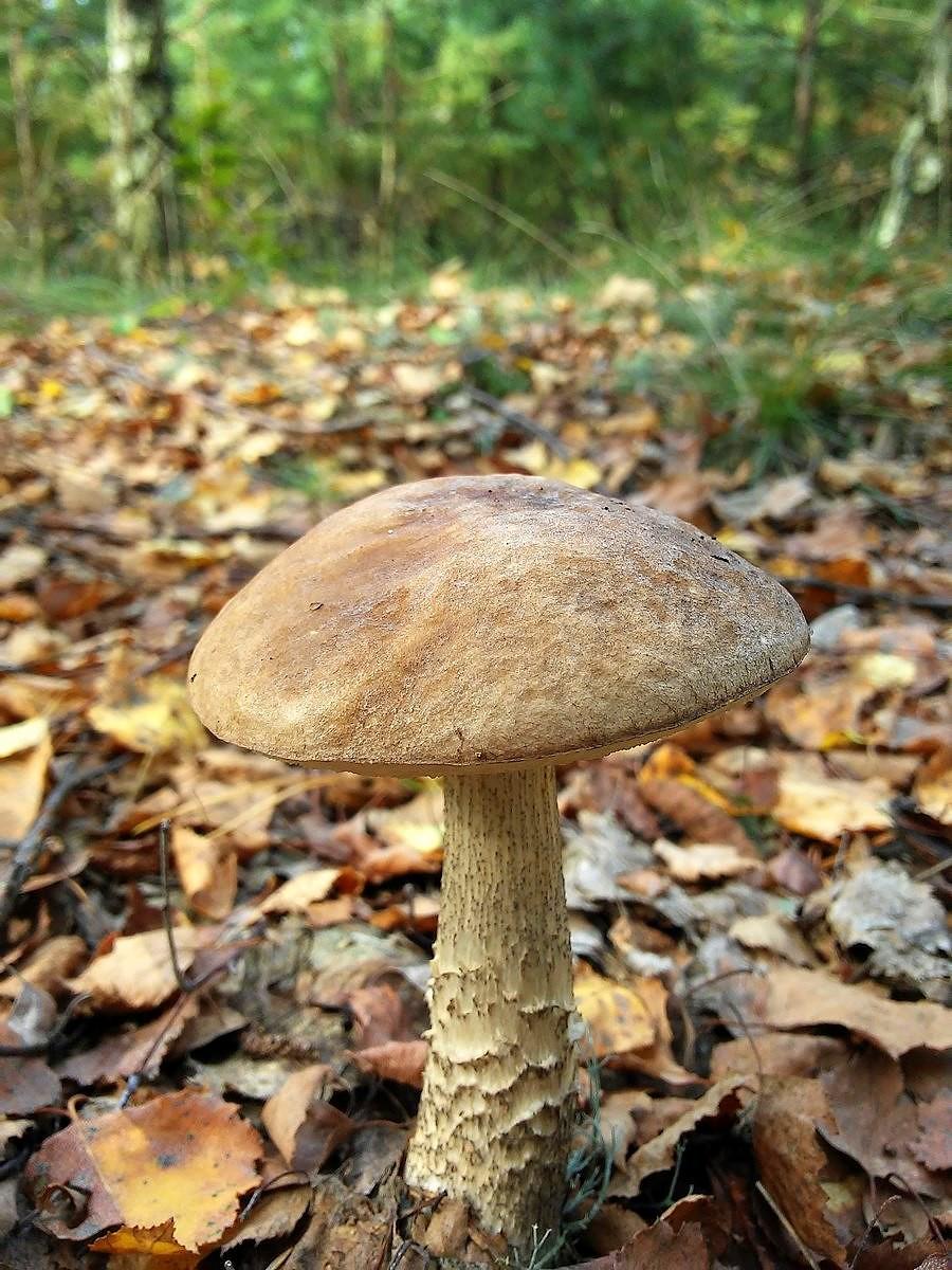 Kozaczek