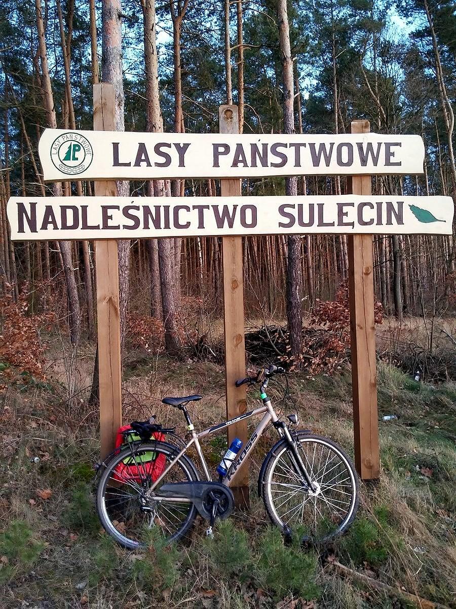 Lasy Nadleśnictwa Sulęcin