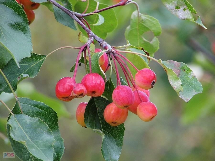 Malus Rudolph