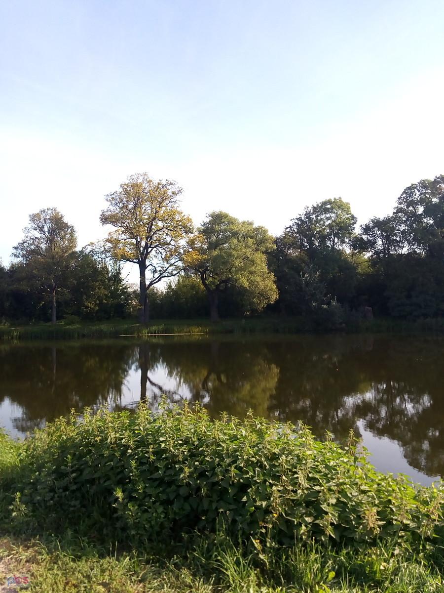 Staw w Ołtarzewie