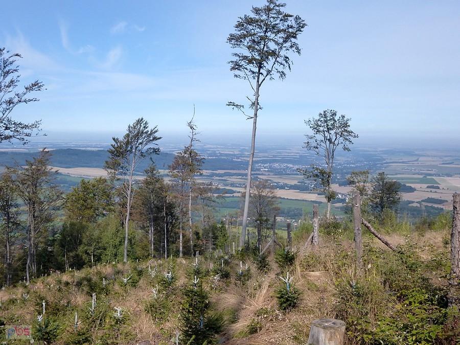 Malują drzewka