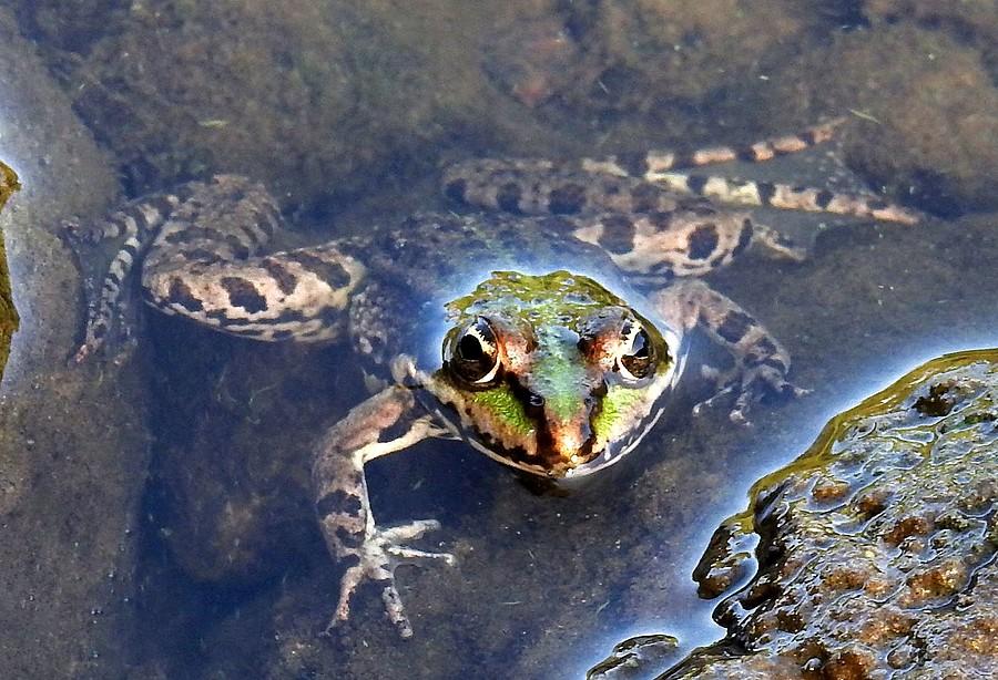 Uciekać czy się gapić? - oto jest pytanie