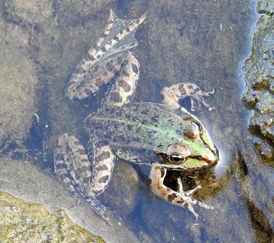 W naturalnym środowisku - żaba wodna