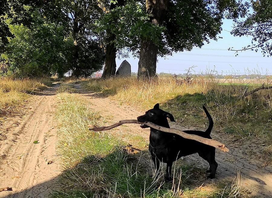 Strażniczka lasu :)