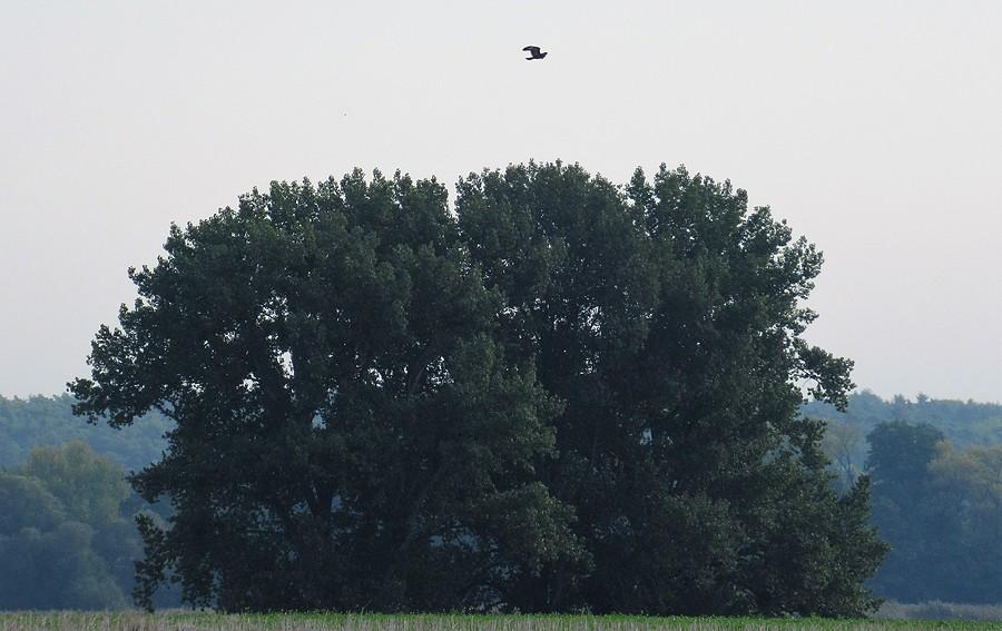 Kania (prawdopodobnie) nad kępą drzew