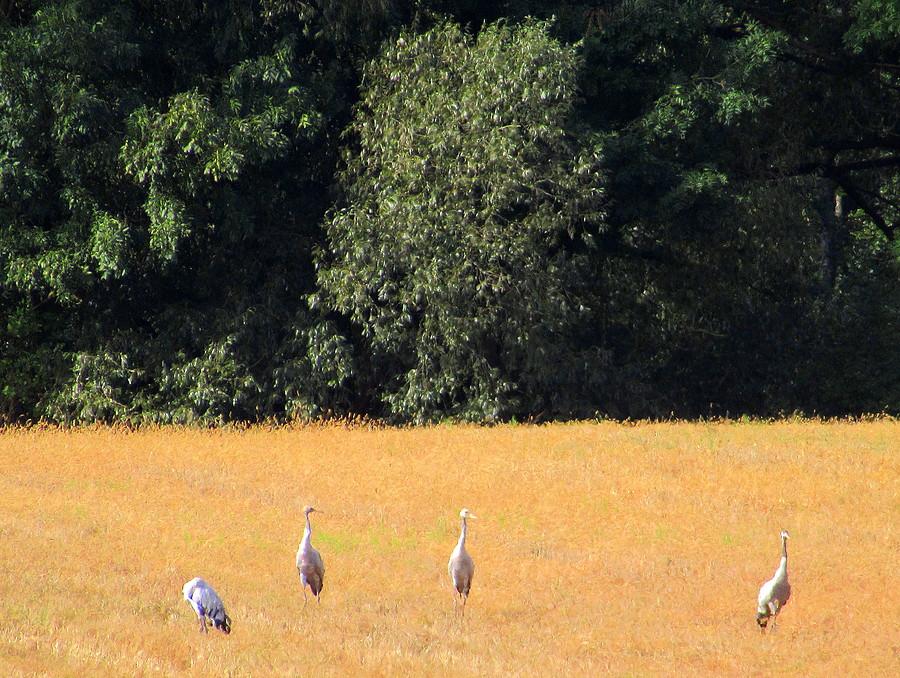 Ostatnie już żurawie w wersji PL2020